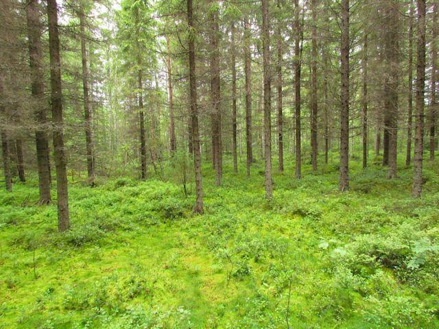 Kaikki osa-alueen metsät ovat talousmetsiä eikä luonnontilaisia metsiä todettu. Länsiosien alavimmilla alueilla oli todettavissa kangaskorpea (Kuva 52.