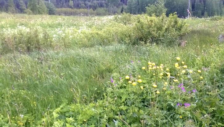 Rinnealueen lehtimetsien kenttäkerroksen lajisto koostui tavanomaisesta ravinteisten lehtojen (ORT) lajistosta.