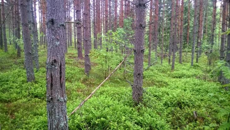 Notkelmien sedimenttiaines on hietapitoista harjusoraa ja paikoin hietaa ja hiesua.