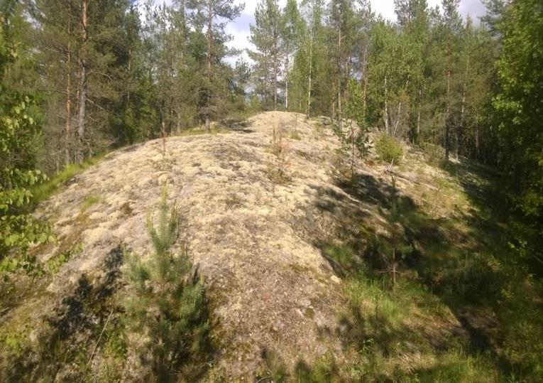 ) Harjulammen koillispuoli Kuortintien pohjoispuolella on korkeiden kalliomäkien profiloimaa aluetta. Parilla kalliomäellä on myös kalliojyrkänne.
