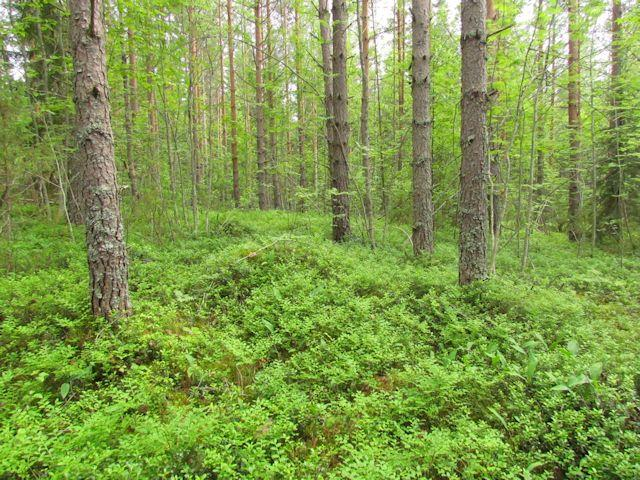 Lähempänä Vähä Palojärven rantaa rinne alkaa viettää vähitellen kohti rantaa ja jyrkkenee lopulta rantarinteeksi, joka on rakennettu lähes koko pituudeltaan.