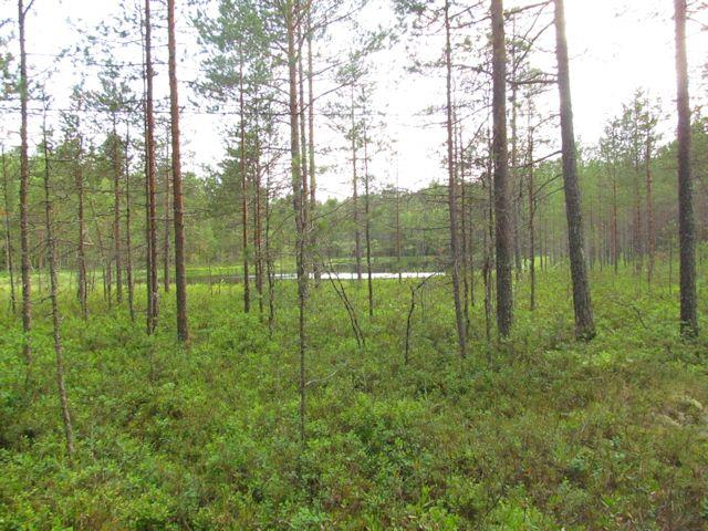 Liito-oravaa, merkkejä liito-oravan oleskelusta alueella tai liito-oravalle soveliasta elinympäristöä ei todettu osa-alueella. Suositus.