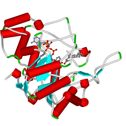 vaikuttavaa silmukkaa. Kofaktori ja testosteronisubstraatti on esitetty pallotikkumallilla. (PDB: 1AFS) 2.