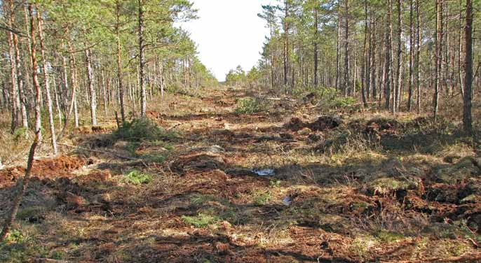 Suot ja metsät Monin paikoin Puurijärvi-Isosuon alueen soiden luonnontilaa ovat muuttaneet ojitukset, joiden tavoitteena on aikoinaan ollut metsätalousmaan lisääminen.