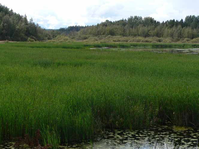 Kuva 7. Maisema Kyynäräjärvellä. Etualalla ulpukkaa ja sen takana laaja kapealehtiosmankäämikkö. Taka-alalla näkyy pajukon ja reunapuuston loivasti nouseva profiili.