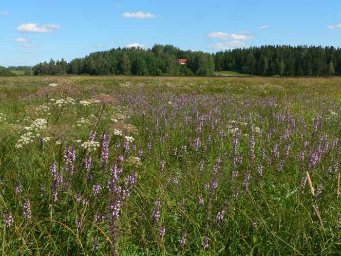 Kuva 8. Musterpyynjärven jokivarren ruohovaltaisen saraluhdan kukkaloistoa, kuvassa runsaimpana kukkii peltopähkämö. huomattavia määriä haarapalpakkoa ja rantapalpakkoa.