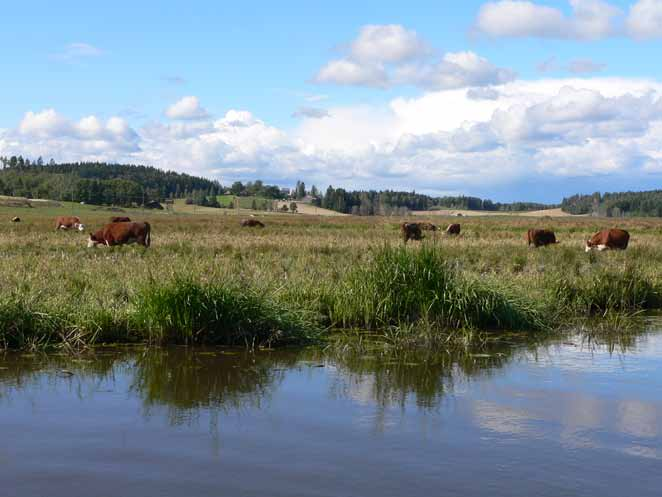 Kuva 9. Savijärvellä karja laiduntaa rantaluhtia paikoin rantaviivaan saakka. Kuva jokivarresta. (ks. Koisjärven kuvaus), mutta Savijärvellä nämä alueet ovat pienialaisia ja epäselvärajaisia.