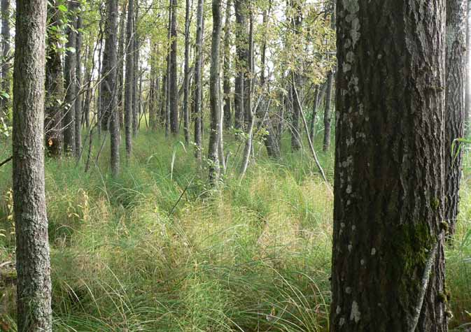 Kuva 12. Vaanilanlahden pohjoispuolisen niemen metsäluhtaa suurine haapoineen.