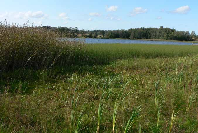 mi, ranta-, haara- ja pikkupalpakko, korpikaisla, ojasorsimo, ratamosarpio, vesiherneet, vesitähdet, ärviät, tummarusokki, luhtalemmikki, kilpukka, pullosara, pikku- ja isolimaska, rantamatara,