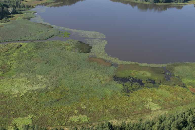 Kuva 19. Kuvassa Musterpyynjärven luusuan kasvistoltaan monipuolista ja vaihtelevaa itäpuolta. Alue on kuvassa etualalla.