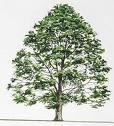 Ennustettu jakauma: Nothofagus, etelänpyökki - N-pitoisuus per lehtiala alempi alemmissa lehtikerroksissa (tuottavuuden maksimointi) (Crawley, Luku 1) Fotosynteesi A max