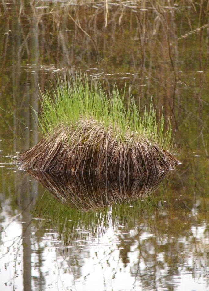 organisaatiotasolla esiintynyt; Kokonaisuus on enemmän kuin osiensa summa ks.