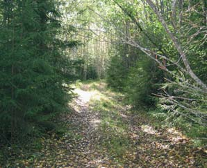 Metsäautotien molemmin puolin kasvaa tiheää sekapuutaimikkoa. Vaikutukset Alueen metsäluonto tuhoutuu rakennettavan maanvastaanottoalueen alalta.