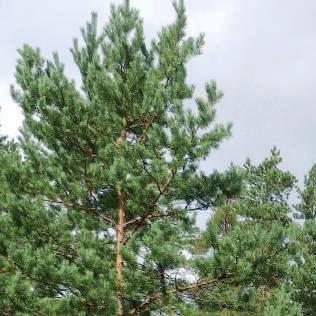 Metsäteollisuuden liikevaihdon kehitys Satakunnassa ja koko maassa (2010=100) Metsäteollisuuden palkkasumman kehitys Satakunnassa ja koko maassa (2010=100) METSÄTEOLLISUUS Metsäteollisuus on