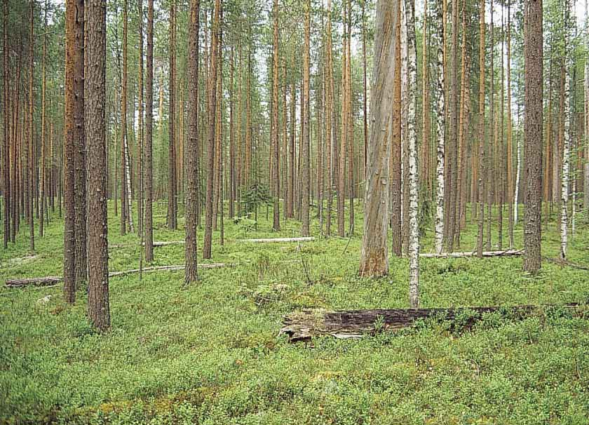 Suomen ympäristö 456 LUONTO JA LUONNONVARAT Seppo Tuominen