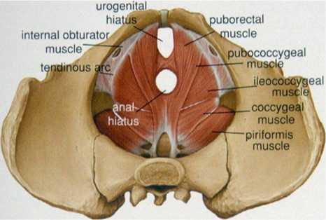 3 Lantiossa on niveliä ja siteitä, joiden liikkuvuus on yleensä hyvin vähäinen. Niveliä ovat risti-suoliluunivelet (articulatio sacroiliaca) ja häpyliitos (symphysis).