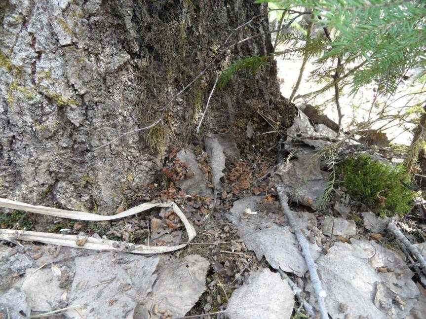 kummallakin puolella ja alueella voitiin rajata papanahavaintojen ja metsikkökuvioiden perusteella noin kahdeksan hehtaarin laajuinen liito-oravan elinalue, jossa kolopuita esiintyi maakaasulinjan