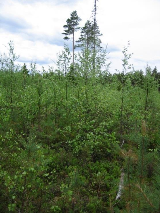 10 Pelkästään kehitysluokista puhuttaessa voidaan metsä luokitella vastaavasti taulukon 2 kuvaamalla tavalla. Taulukko 2. Puuston kehitysluokat. 2013.