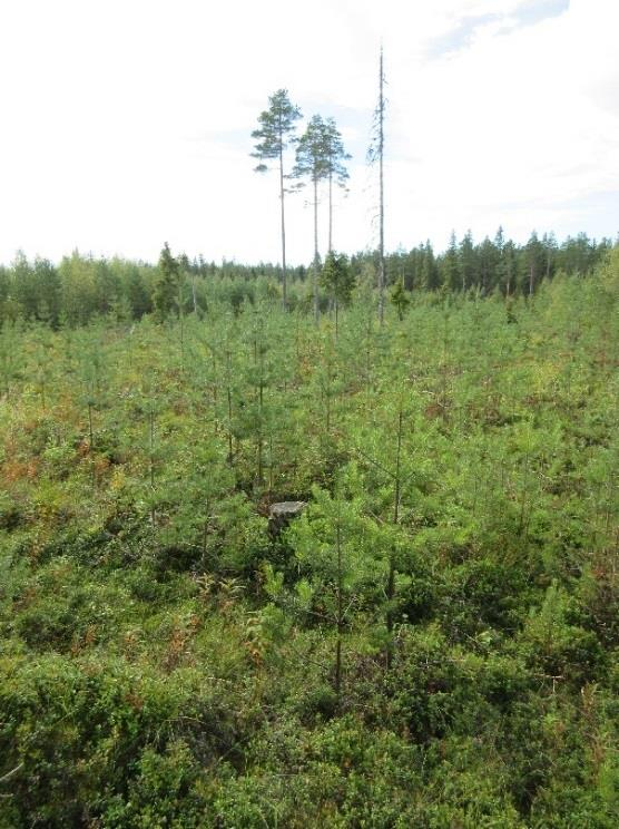 Täten näitten metsien hoitotarpeiden kartoitus on erityisen tärkeä, jotta metsänomistaja kykenee maksimoimaan hyödyn metsäpalstasta hyvällä hoidolla.