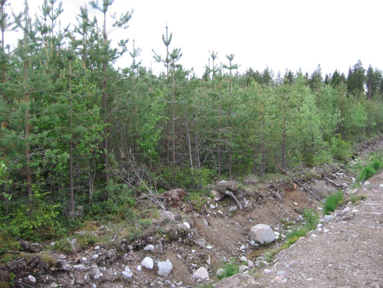 haittaa metsän kasvua huomattavasti (ks. kuvio 3).