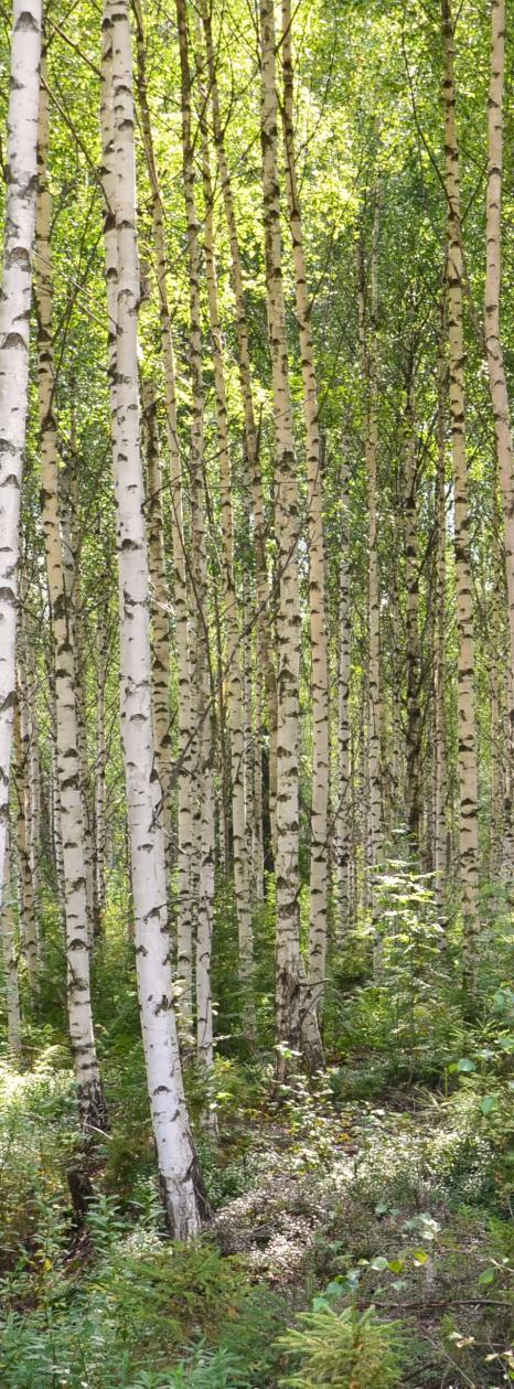 2 Synteettinen biologia kestävän bioekonomian mahdollistajana - Tiekartta Suomelle ALKUSANAT Tämä esitys ja tiekartta Suomelle on syntynyt tarpeesta kertoa teollisuudelle, päättäjille ja yleisölle