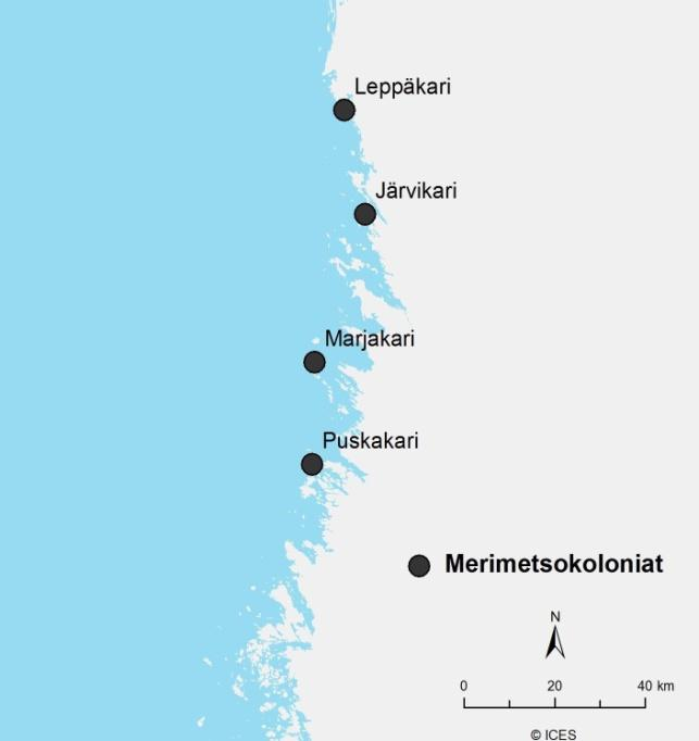 Selkämeren merimetsot Selkämerellä tavataan kahta merimetson alalajia.