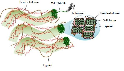 16 Kuva 5. Kasvin soluseinän rakenne, jossa selluloosamolekyylit ja ligniini sitoutuneena toisiinsa. (Muokattu lähteestä: Lee ym.