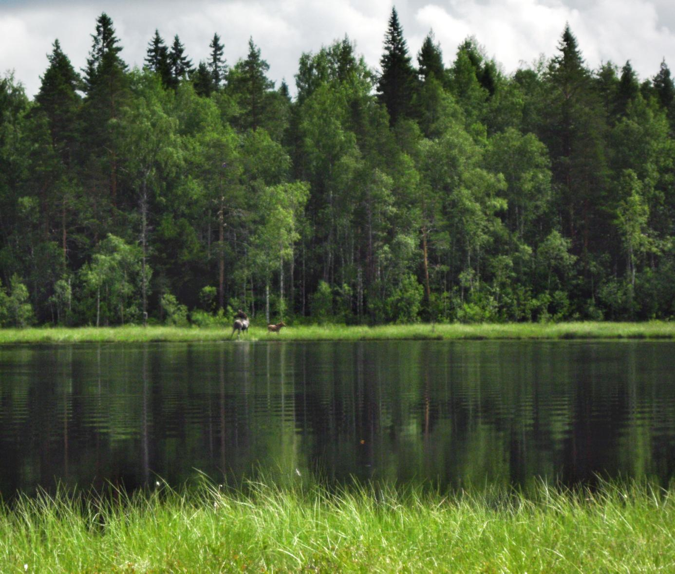 TUULIPUISTOHANKE RAAHE,