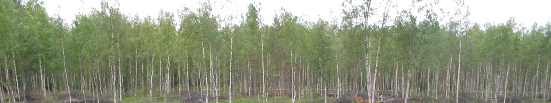 Kuva 25. Matala ja hiekkapohjainen, ajoittain kuivuva arosuo Pitkänpauhan laitumella. Kasvillisuutena mm. suomyrttiä.
