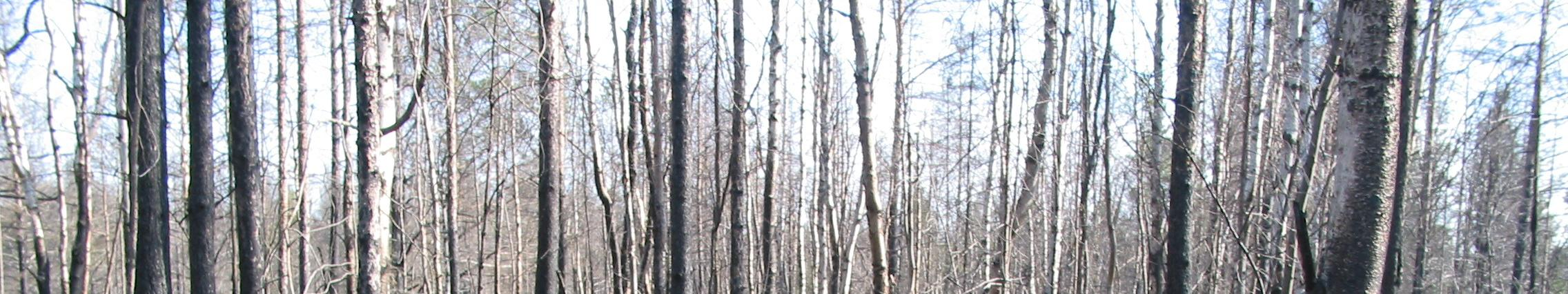 on lisätty puita räjäyttämällä ja kaatamalla. Kesällä 2006 maalialueella riehui laaja metsäpalo, joka tuotti kerralla paljon lahopuuta.