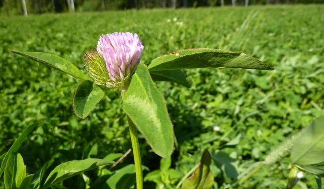 Viherlannoitusnurmi 54 /ha Nurmen saa päättää kemiallisesti aikaisintaan 1.9 ja muokata aikaisintaan 1.