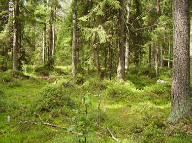 Lajimäärät ovat näytealan kokonaislajimääriä. Peittävyydet on ilmoitettu todellisina arvoina (ei muunnettu). Kontrollialojen tulokset ovat liitteessä II.