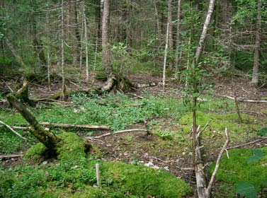 PS 17, heinäkuu 2009. 3.2 Porvarinlahden lehto Lehtoa on seurattu vuodesta 2003 lähtien. Lehdon valoisuus lisääntyi ratapihan rakentamisen seurauksena.