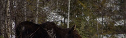 Põder aprillis.