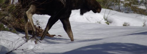 http://shuswaplakephotos.files.