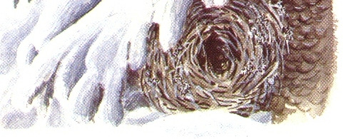 kui isastel, sest