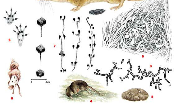 ecosystema.