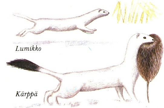 pisikiskjad on