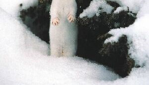 aktiivsed ning