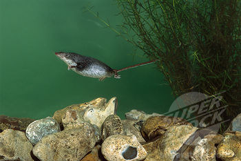 sch&prmd=imvns&tbnid=92ydv9aypgqztm:&imgrefurl=http ://animalearth.com/forum/index.