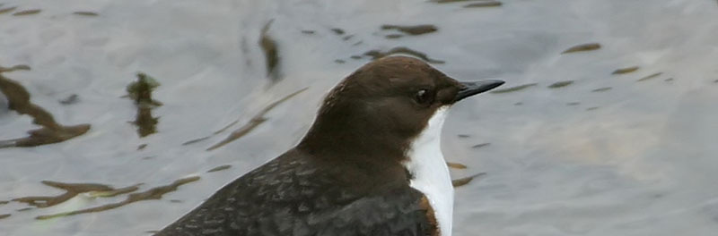 Vesipapp Cinclus cinclus http://et.wikipedia.org/wiki/pilt:cinclus_cinclus_r(thkraft).
