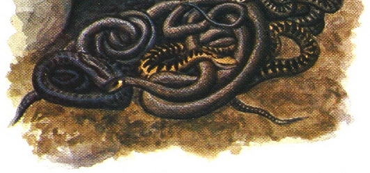 koobastesse puu juurte