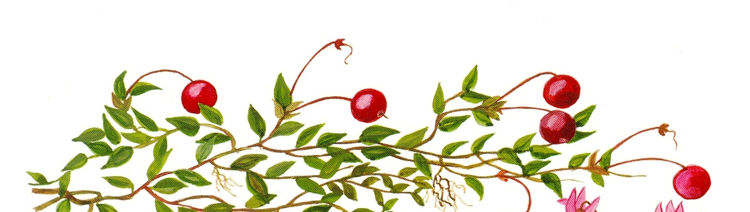 Roheliste