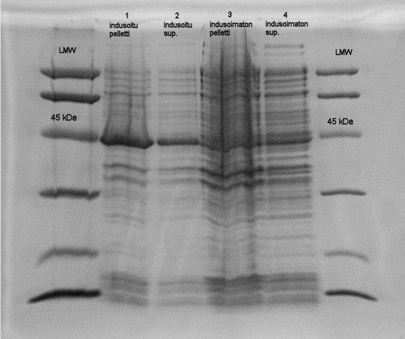 28 Kuva 10. IPTG-induktion vaikutus Slp1-rekombinanttiproteiinin (~45 kda) ekspressioon Varsinaisessa proteiinin tuotossa E.