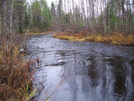 metsän keskellä. Vesi koealalla käytännössä tulvakorkeudessa. Korkeudeltaan yli 60 cm:n ruohostoa rantakasveista noin 60 %, matalampaa ruohostoa ja pensaita molempia noin viidennes.