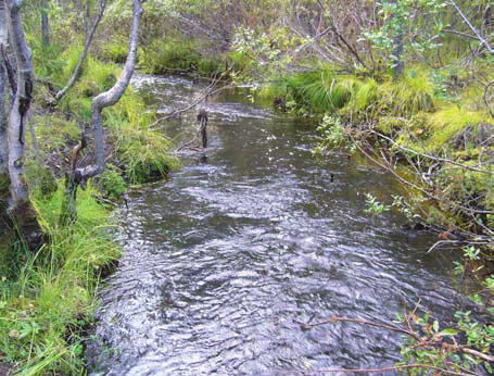 Mannajoki, M2 koordinaatit 7488790 3356080 Sanallinen kuvaus (6.9.2007) Pinta-ala 65 m 2 Vesisyvyys 50 cm Pintavirrannopeus 70 cm/s Veden lämpötila 8,8 C Ilman lämpötila 10,0 C Varjostus n.