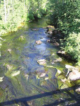 2007) Pinta-ala 192 m 2 Vesisyvyys 25 cm Pintavirrannopeus 80 cm/s Veden lämpötila 7,8 C Ilman lämpötila 11,0 C Varjostus < 10 % kohtalainen keskinkertainen Pilvisellä säällä kalastettu