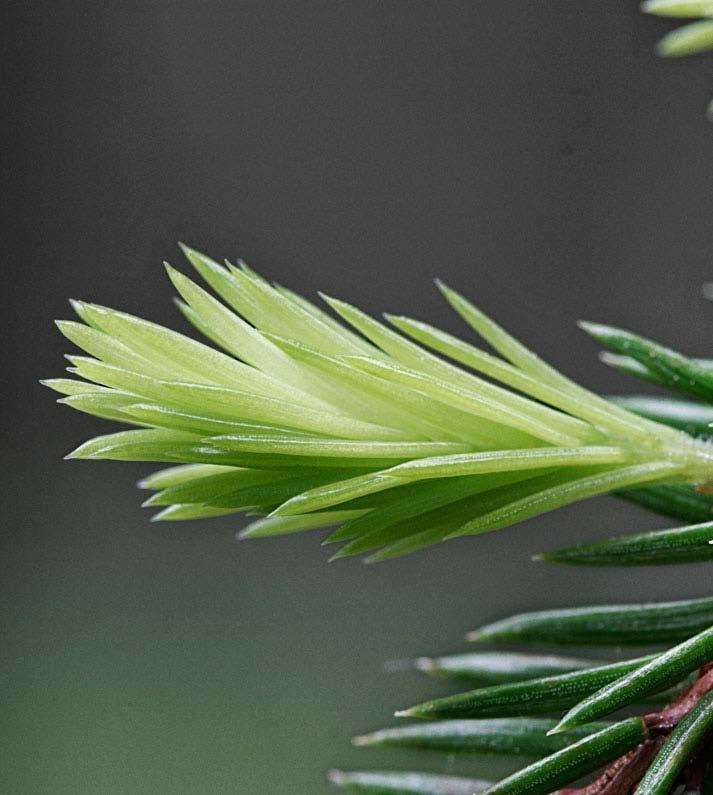 Bioenergiaa metsistä Loppuseminaari