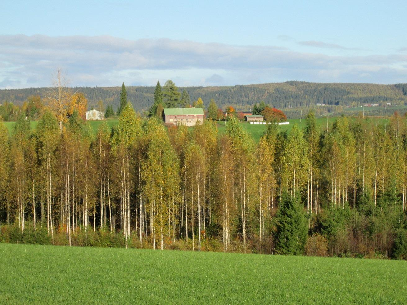Nilsiän Sänkimäki, valtakunnallisesti arvokas kulttuurimaisema.