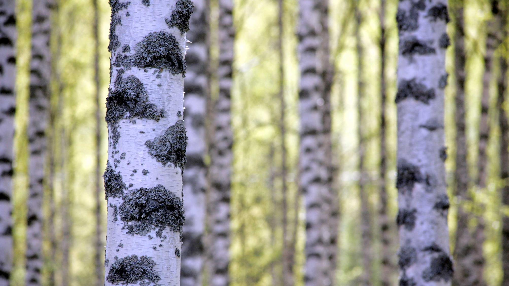 Metsähallituksen Tarjouspalvelu.